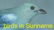 Vogels in Suriname/Birds in Suriname